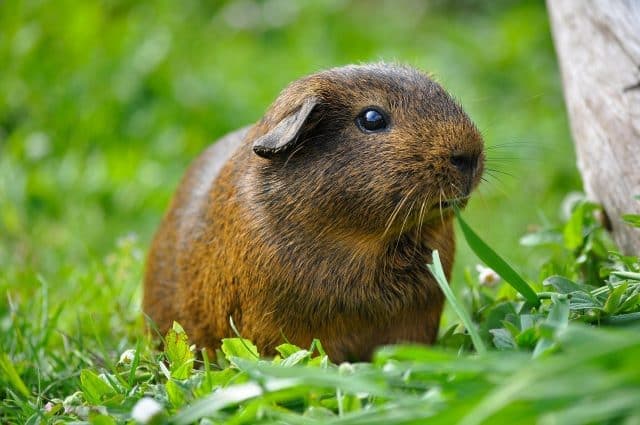 A guinea pig in a field full of grass.