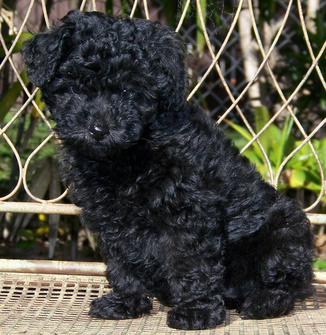 black teacup poodle