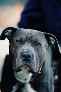 Blue Nose Pitbull