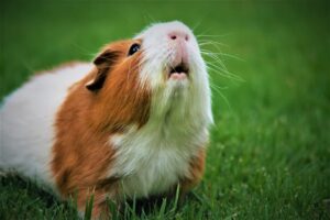 Can Guinea Pigs Eat Bananas Or Not