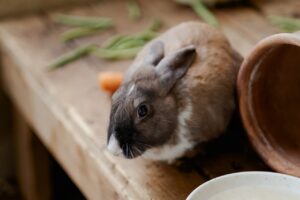 What Do Rabbits Eat And What To Feed Them