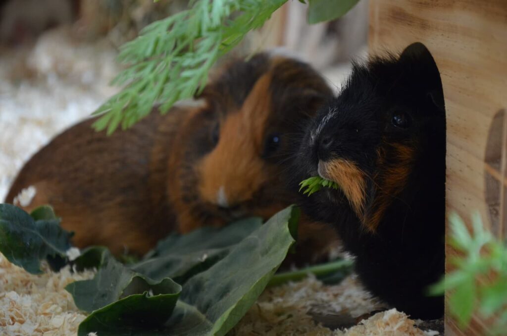 Can Guinea Pigs Eat Asparagus