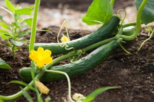 Can Guinea Pigs Eat Cucumbers Or Not