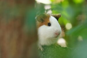 Can Guinea Pigs Eat Watermelon