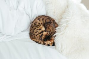 Complete Guide to Bengal Kittens
