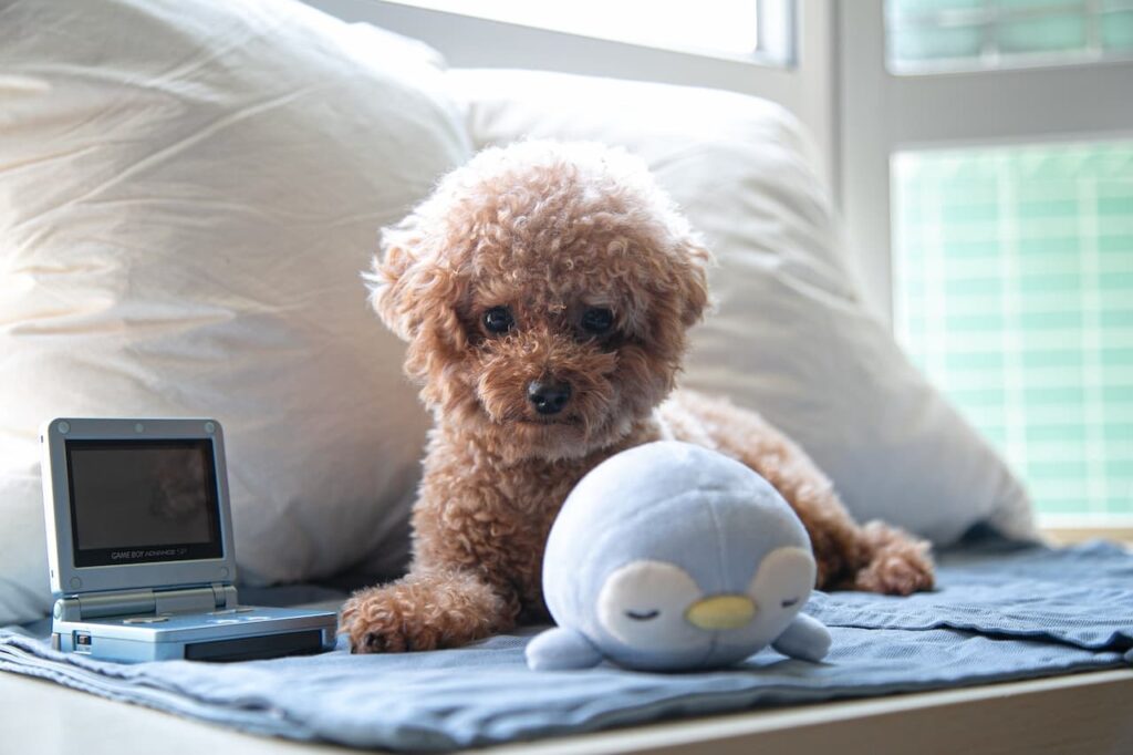 Teacup Poodle With Toy