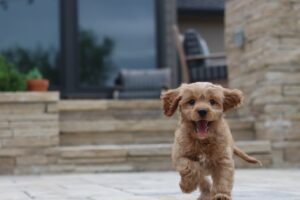 The Loveable Cavapoo