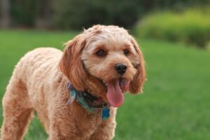 The Loveable Cavapoo Designer Dog