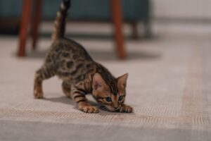 Your Complete Guide to Bengal Kittens