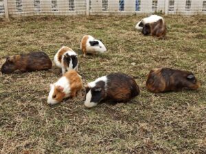 Can Guinea Pigs Eat