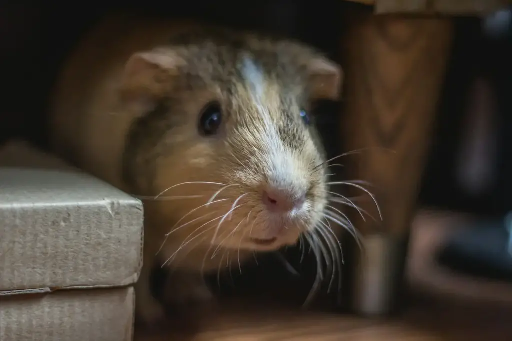 A Guinea Pig Hiding under the Chair 