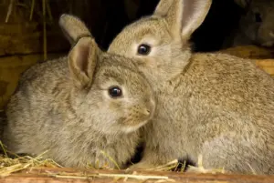 Can Rabbits Eat Cauliflowers
