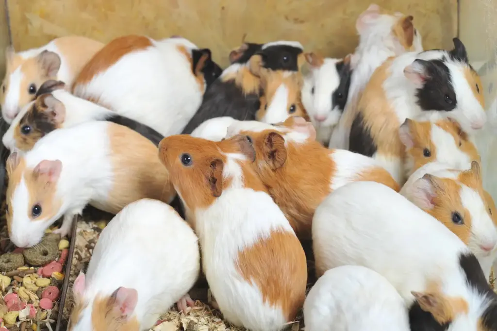 Group of Guinea Pigs 