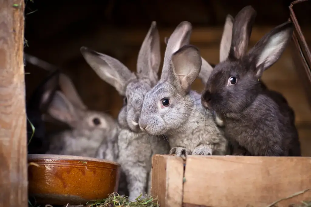 Group of Rabbits 