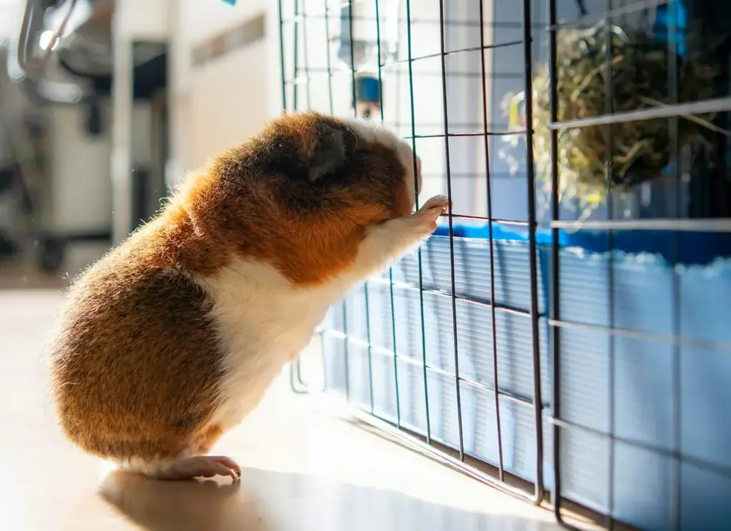 Guinea Pig Near the Cage