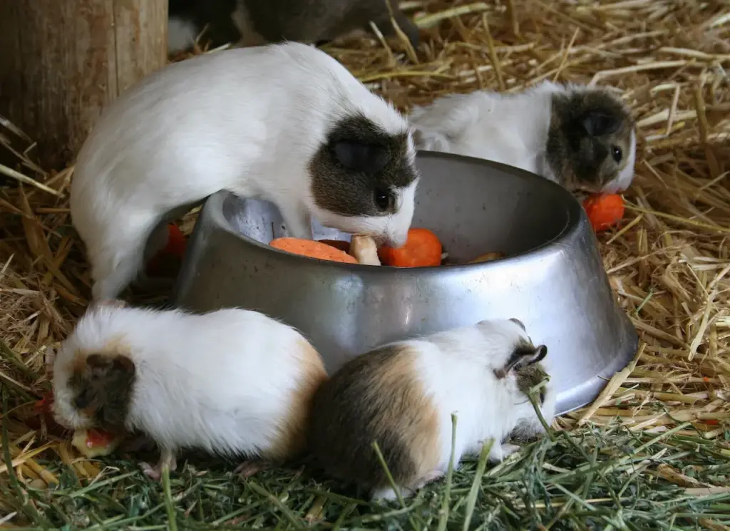 Guinea Pigs Eating 