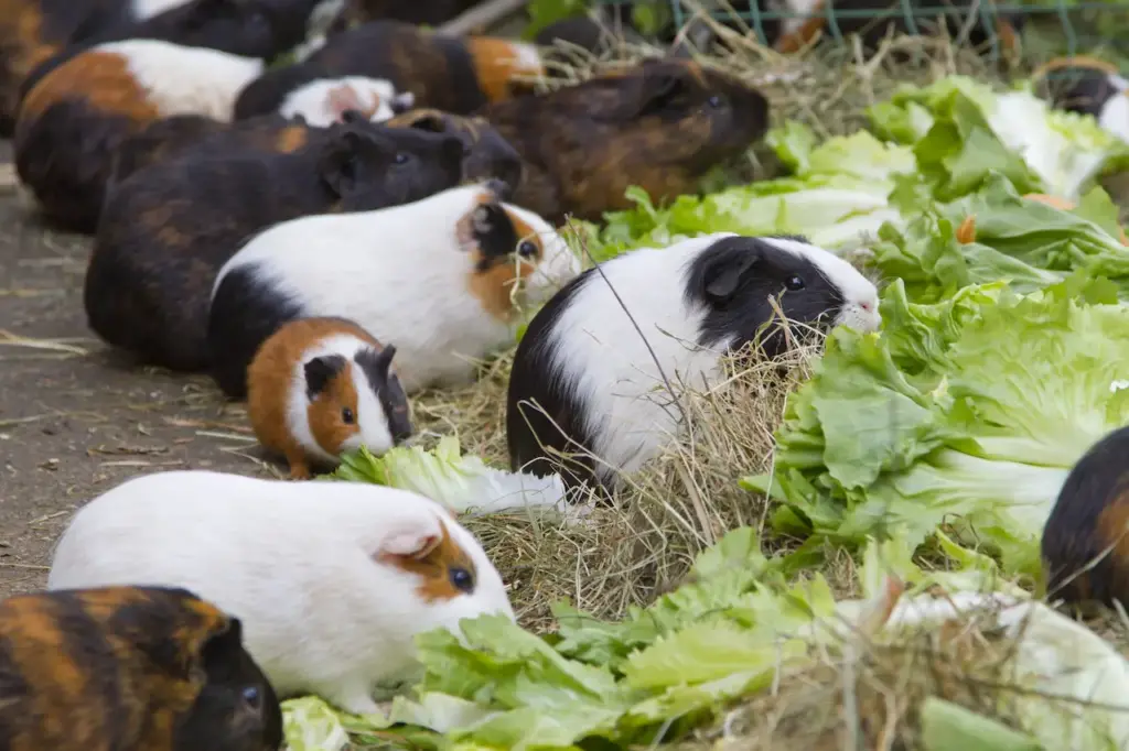 Guinea Pigs Eating Cabbage