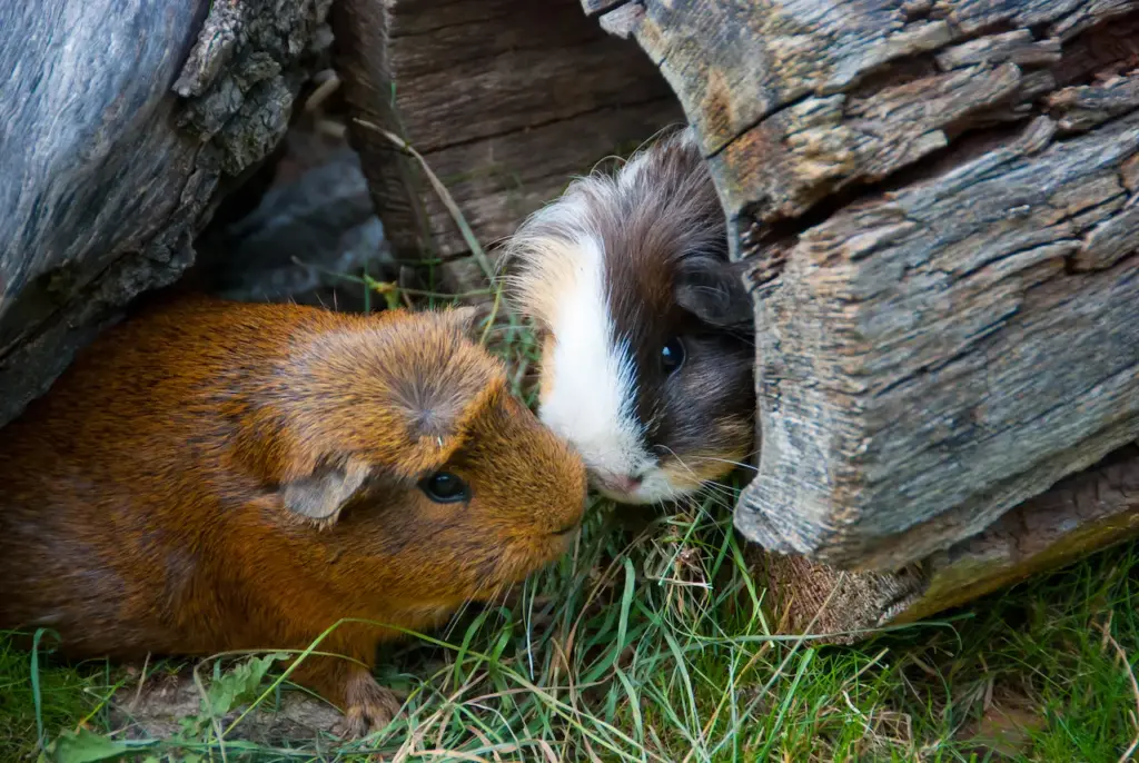 Guinea Pigs in the Log