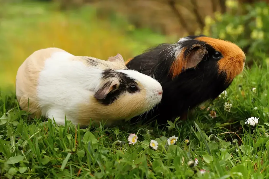 Guinea Pigs on the Grass