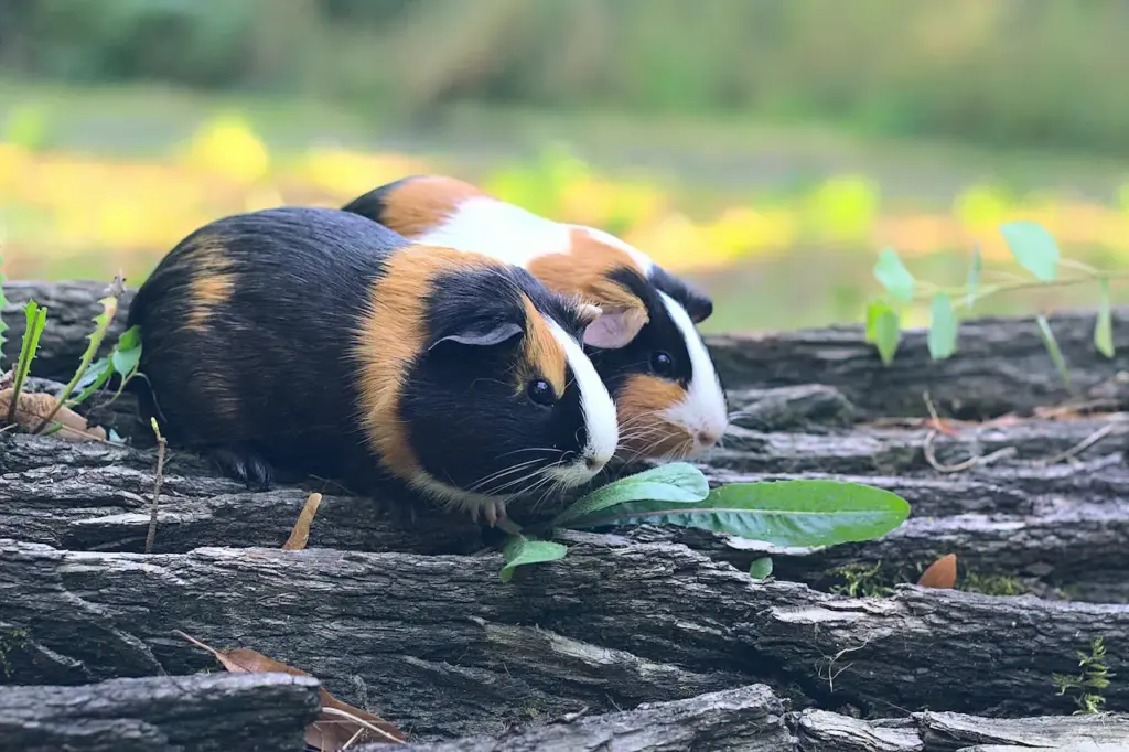 Guinea Pigs on the Log 