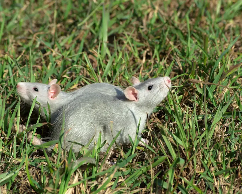 Rats on the Grass 