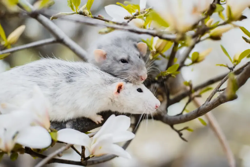 Two White Rats on the Tree 